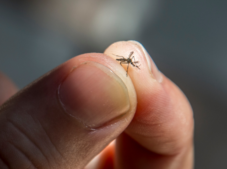 mosquito malaria saludarte